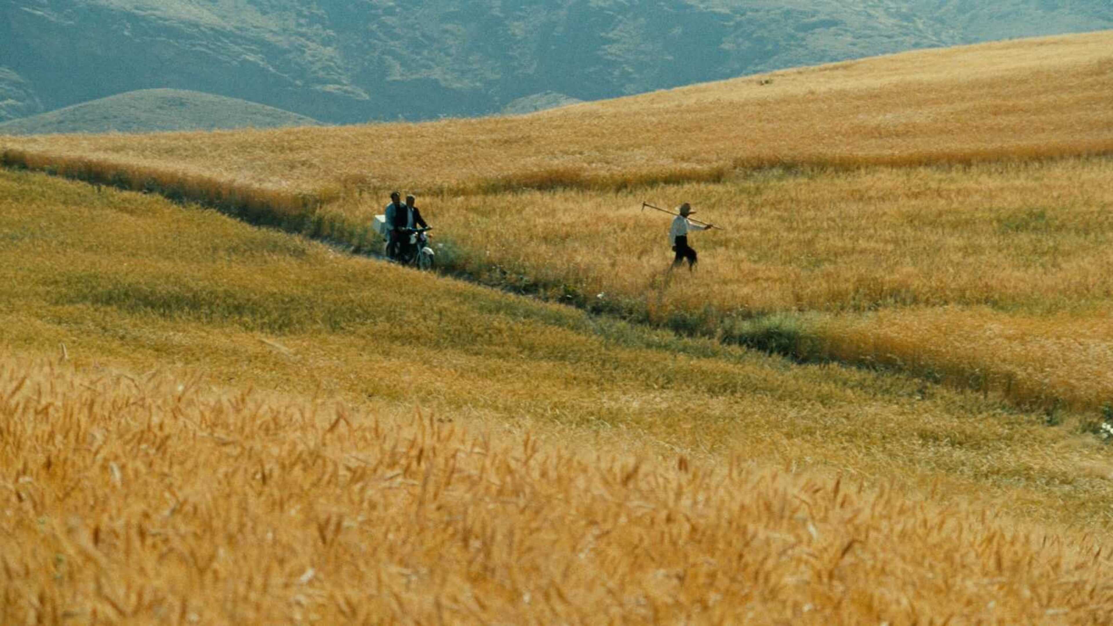 باد ما را خواهد برد