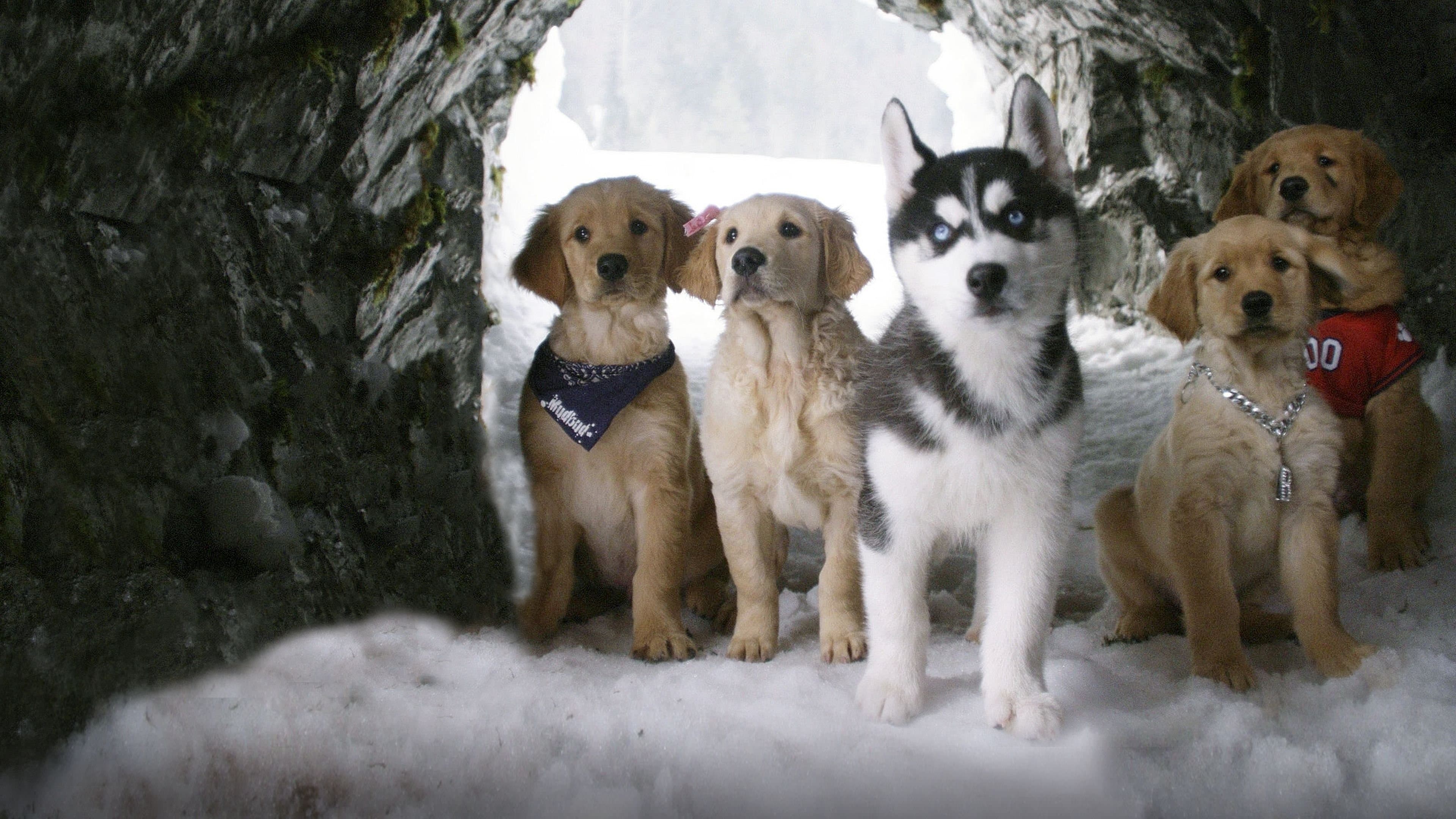 Snow Buddies - Valpene I Alaska