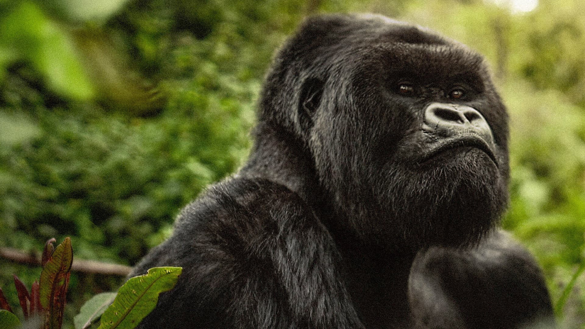 Gorillaene – en historie fortalt av David Attenborough