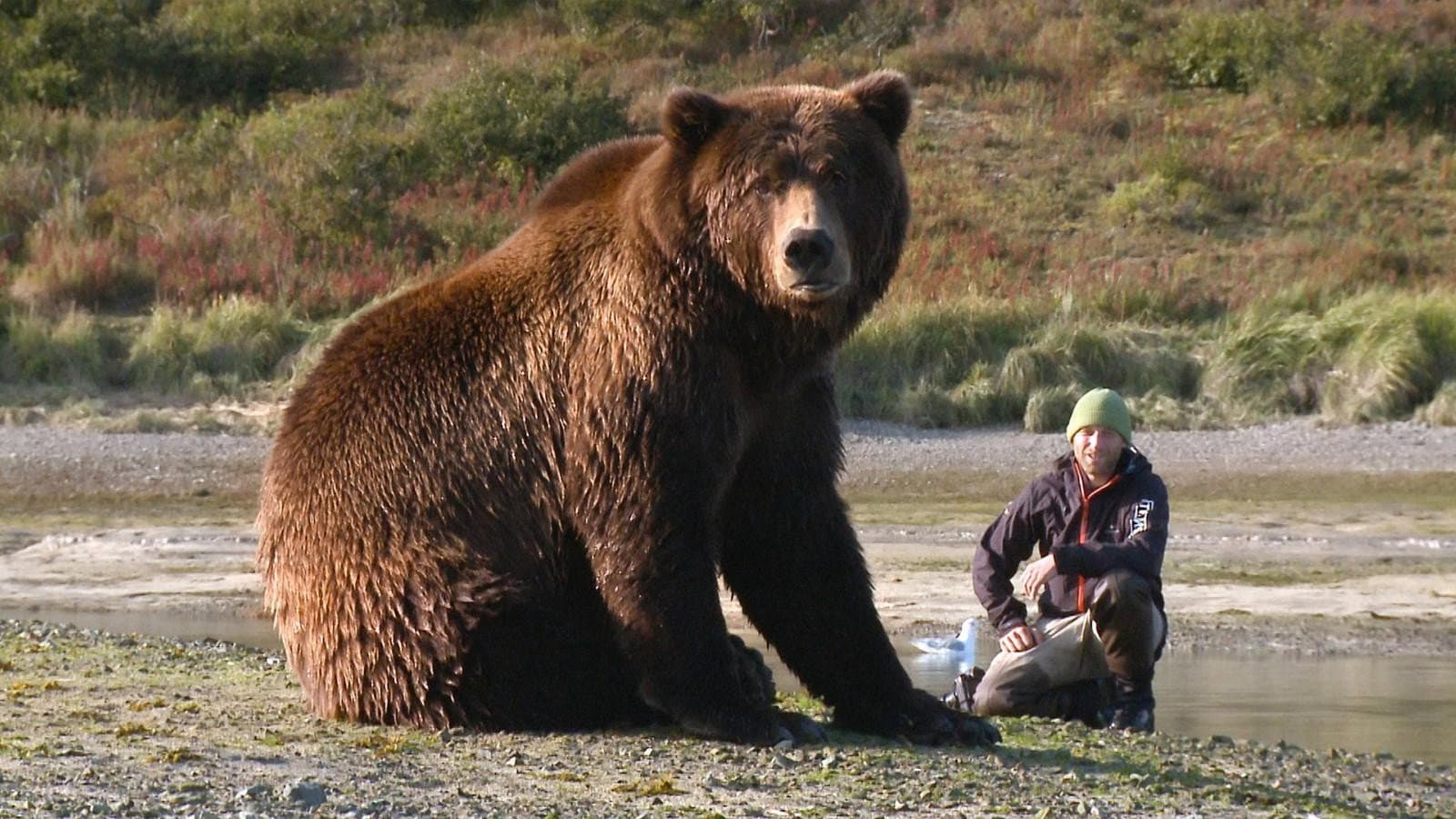 Der Bär in mir