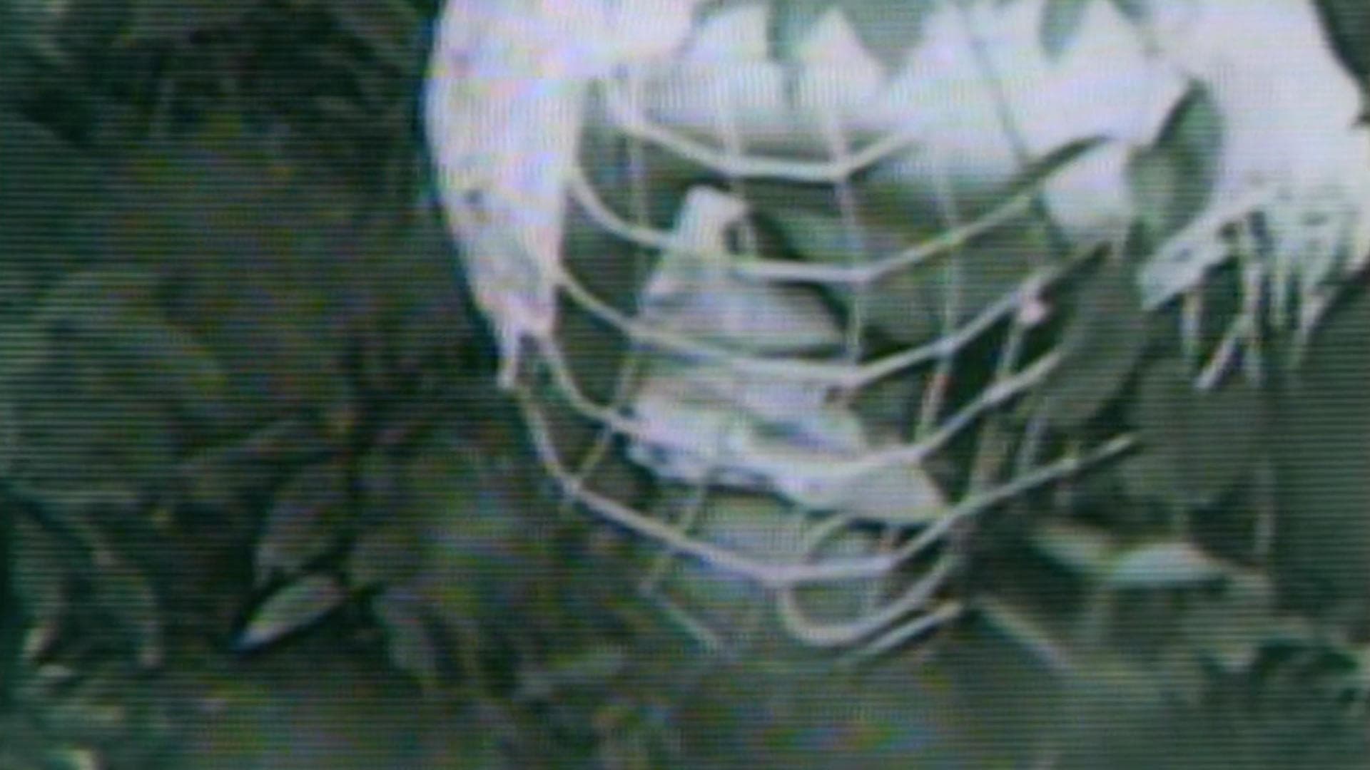 ギニーピッグ 悪魔の実験