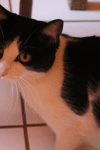 Gustavinha